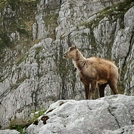 Area Faunistica del Camoscio appenninico