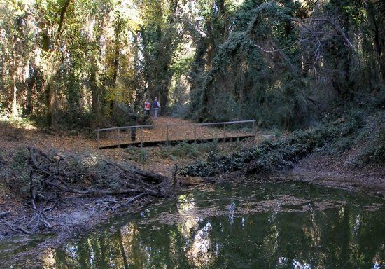 Riserva Naturale Regionale Lecceta Di Torino Di Sangro