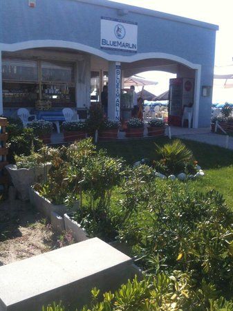 Blue Marlin